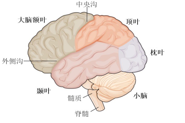 头颅 MRI 与 CT 科普示意图